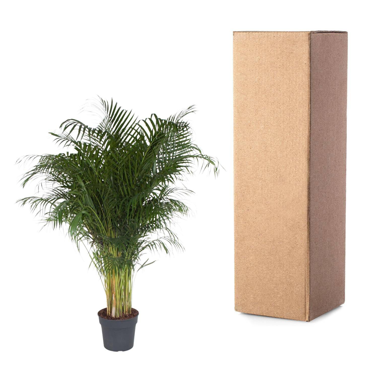 Dypsis lutescens – 200 cm – Ø34 - Botanic-Vibes
