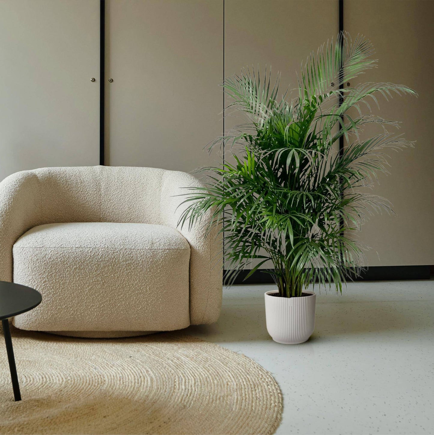Dypsis lutescens (Areca-Palme) – 150 cm – Ø24 - Botanic-Vibes