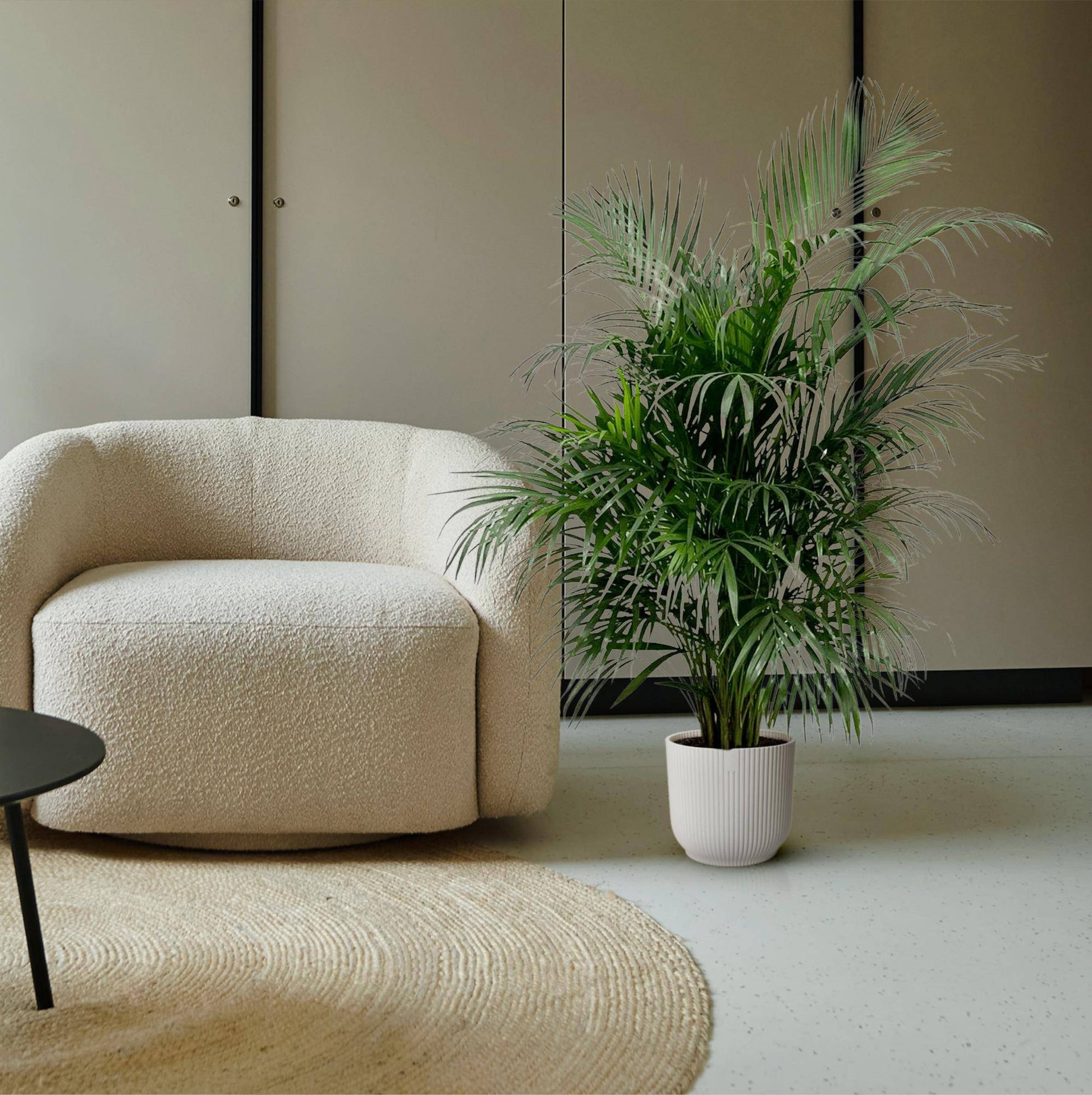 Dypsis lutescens (Areca-Palme) – 150 cm – Ø24 - Botanic-Vibes
