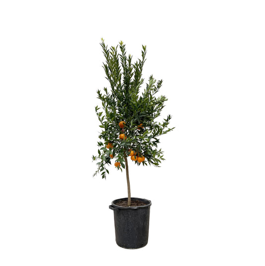 Citrus Mandarino – 200 cm – Ø40