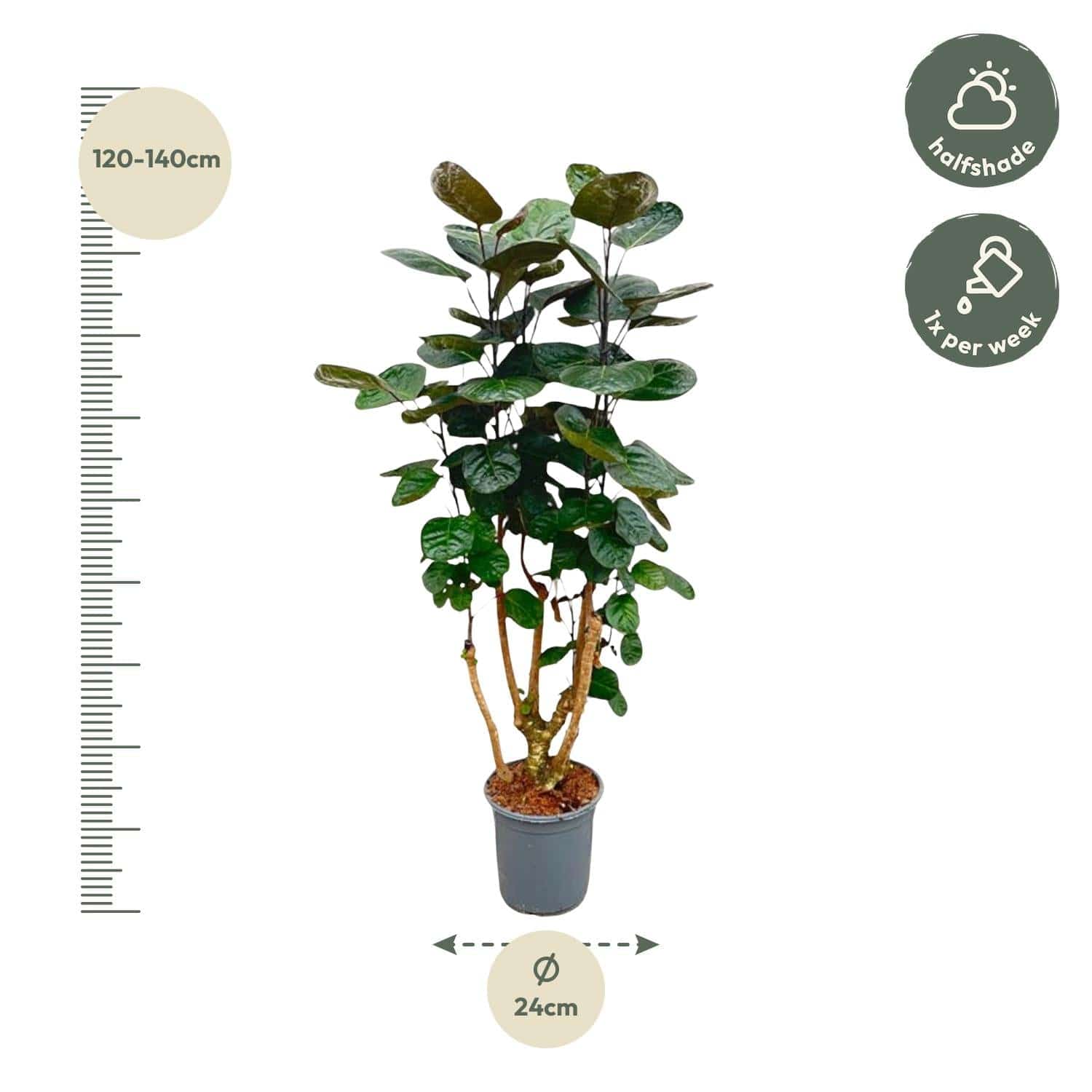 Polyscias fabian – 130 cm – Ø24 - Botanic-Vibes