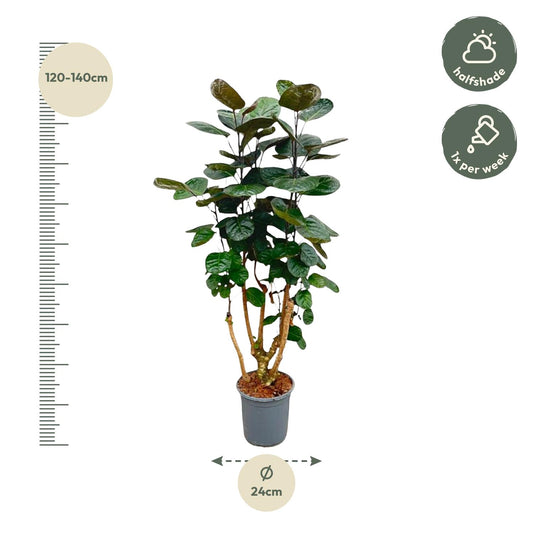 Polyscias fabian – 130 cm – Ø24