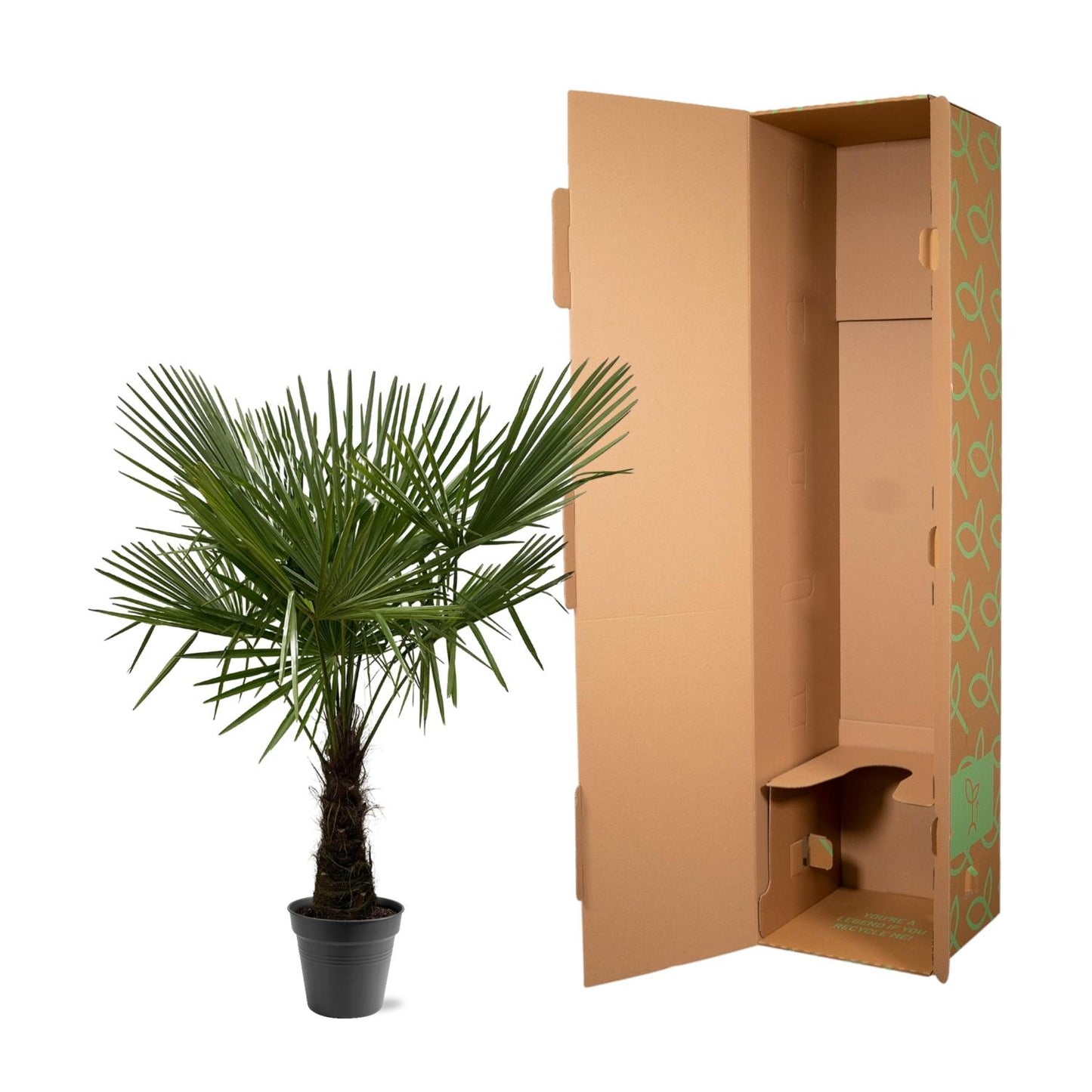 Trachycarpus fortuneii – 160–180cm – Ø30