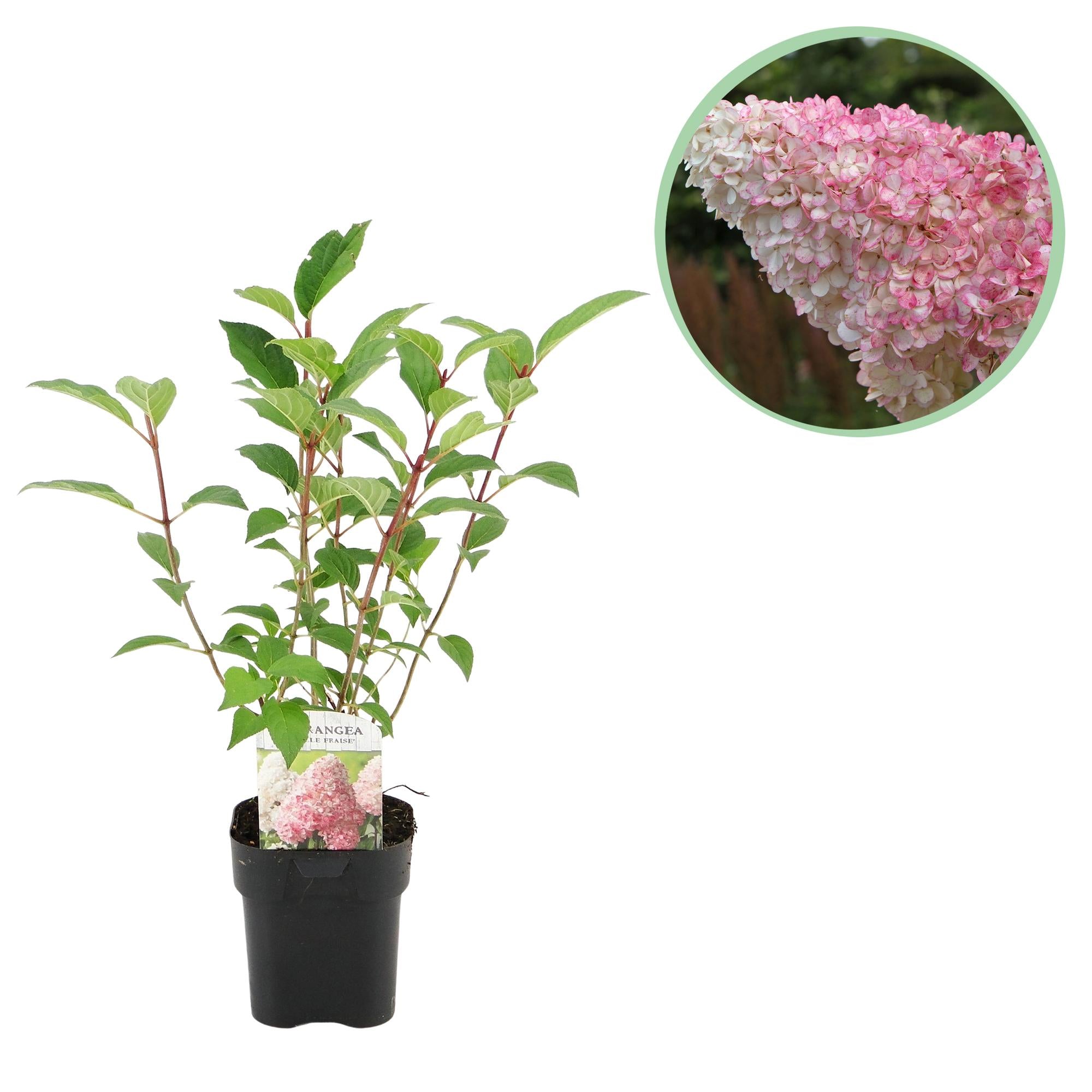 Rispenhortensie, Hydrangea panniculata Vanille Fraise, Blüte Weiß Rosa, 1 Pflanze, Laubabwerfend, Große Blumen, Topf 17 cm 50 cm