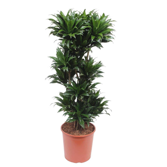 Dracaena compacta – 140 cm – ø30 - Botanic-Vibes