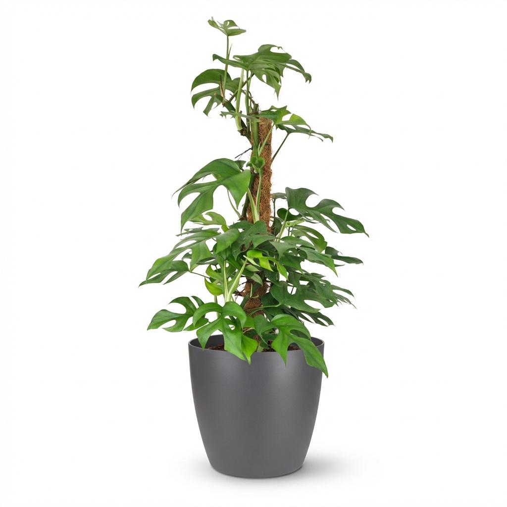 Green boutiQ, Zimmerpflanze, Mini, Fensterblatt, Monstera Minima Moosstab, Grün, Pflegeleicht, Topf 19cm, Höhe 90cm