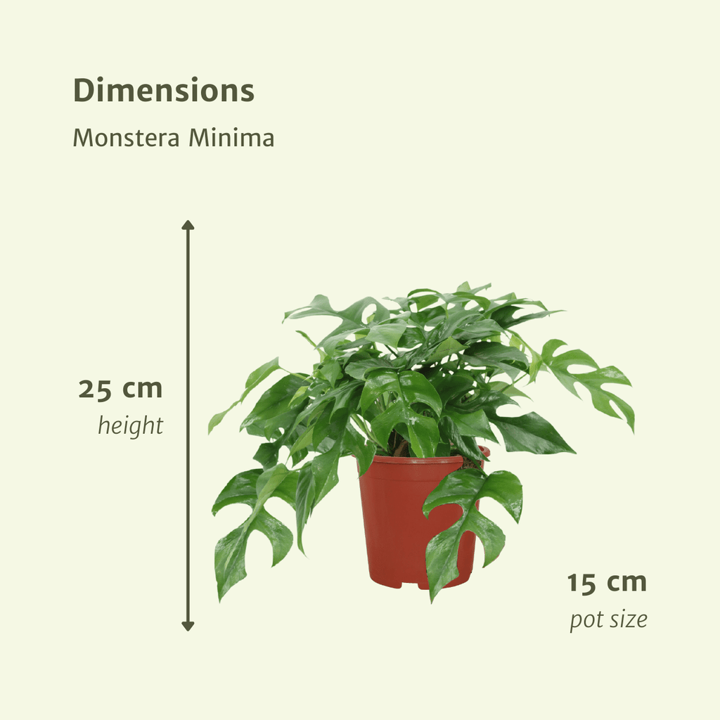 Monstera Minima, (Lochpflanze), 2 Stücke, Ø15 cm, 30 cm