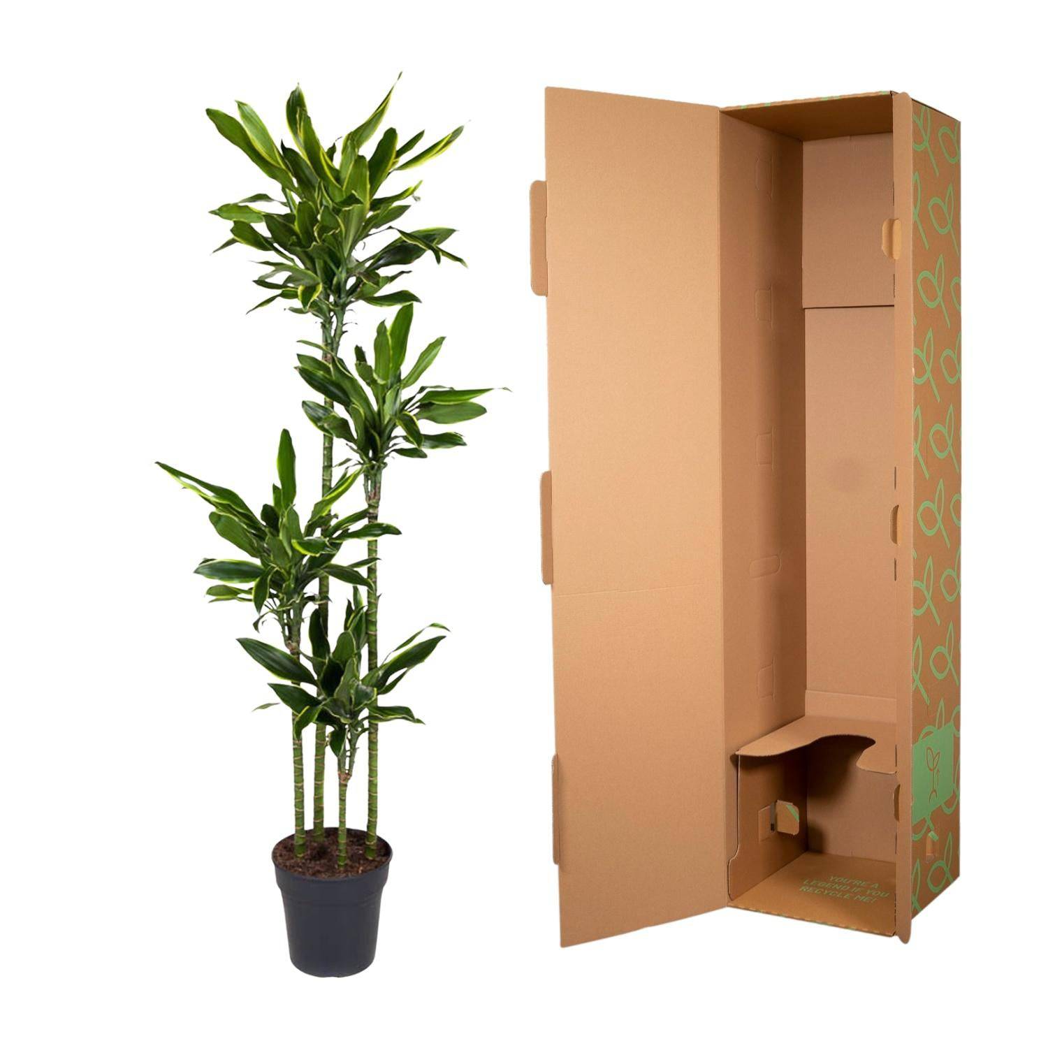 Dracaena golden coast – 170 cm – ø27 - Botanic-Vibes