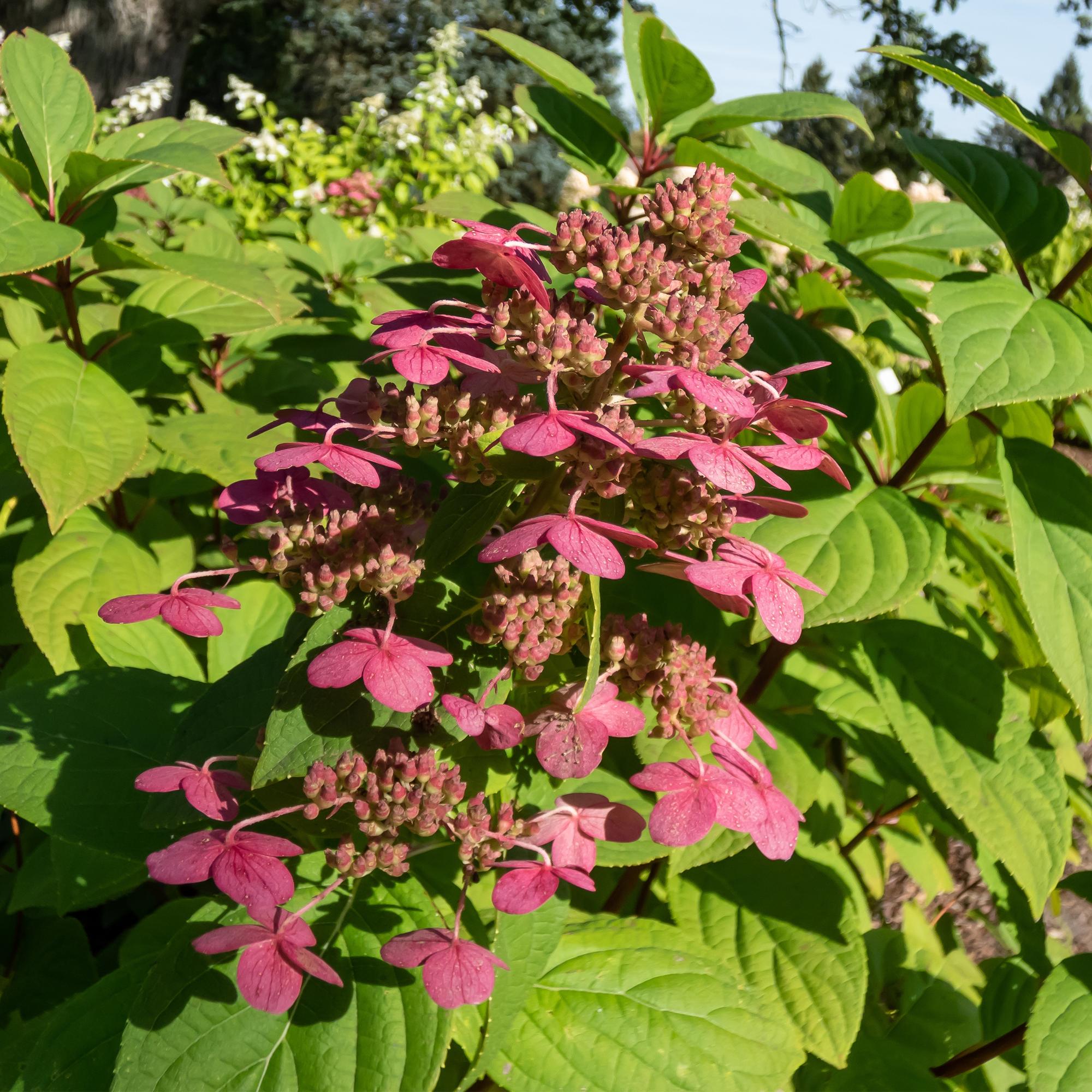 Rispenhortensie, Hydrangea panniculata Wims Rot, Blüte Weiß Rot, 3 Pflanzen, 1 m2, Laubabwerfend, Große Blüten, Topf 17 cm 50 cm