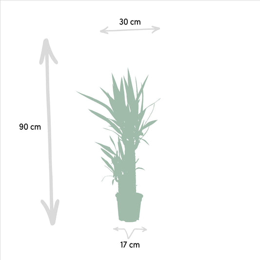Yucca – Ø17cm – 90cm