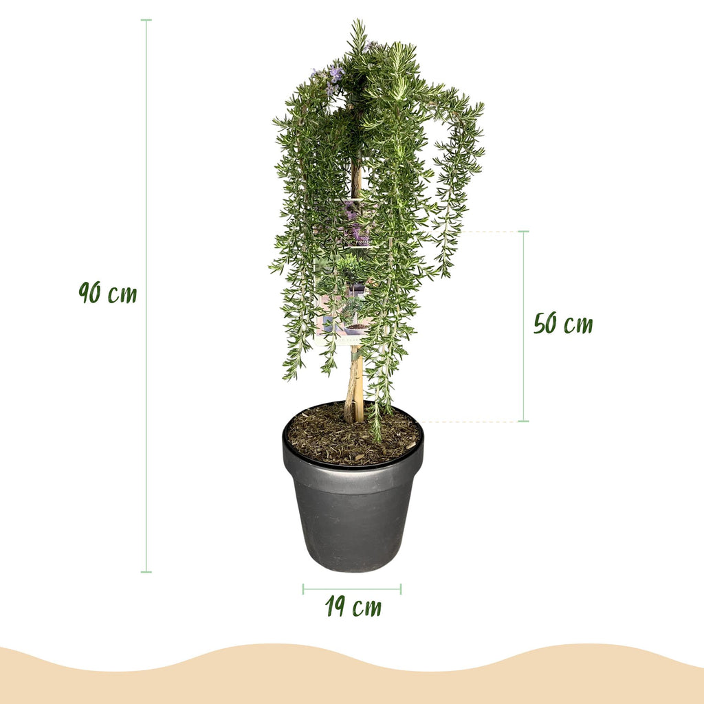 Stamm-Pflanze, Rosmarinus officinalis Prostratus, Terrassenpflanze, Immergrün, Winterhart, Lila Blüte, Topf 19 cm 90 cm