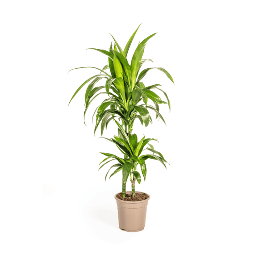 Dracaena Deremensis Lisa Ø19cm - ↕70 - 90cm - Botanic-Vibes