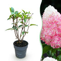 Hydrangea panniculata Living Rosa & Rose, Rispenhortensie, Winterhart, Rosa, 1 Pflanze, Topf 12 cm, 20-30 cm