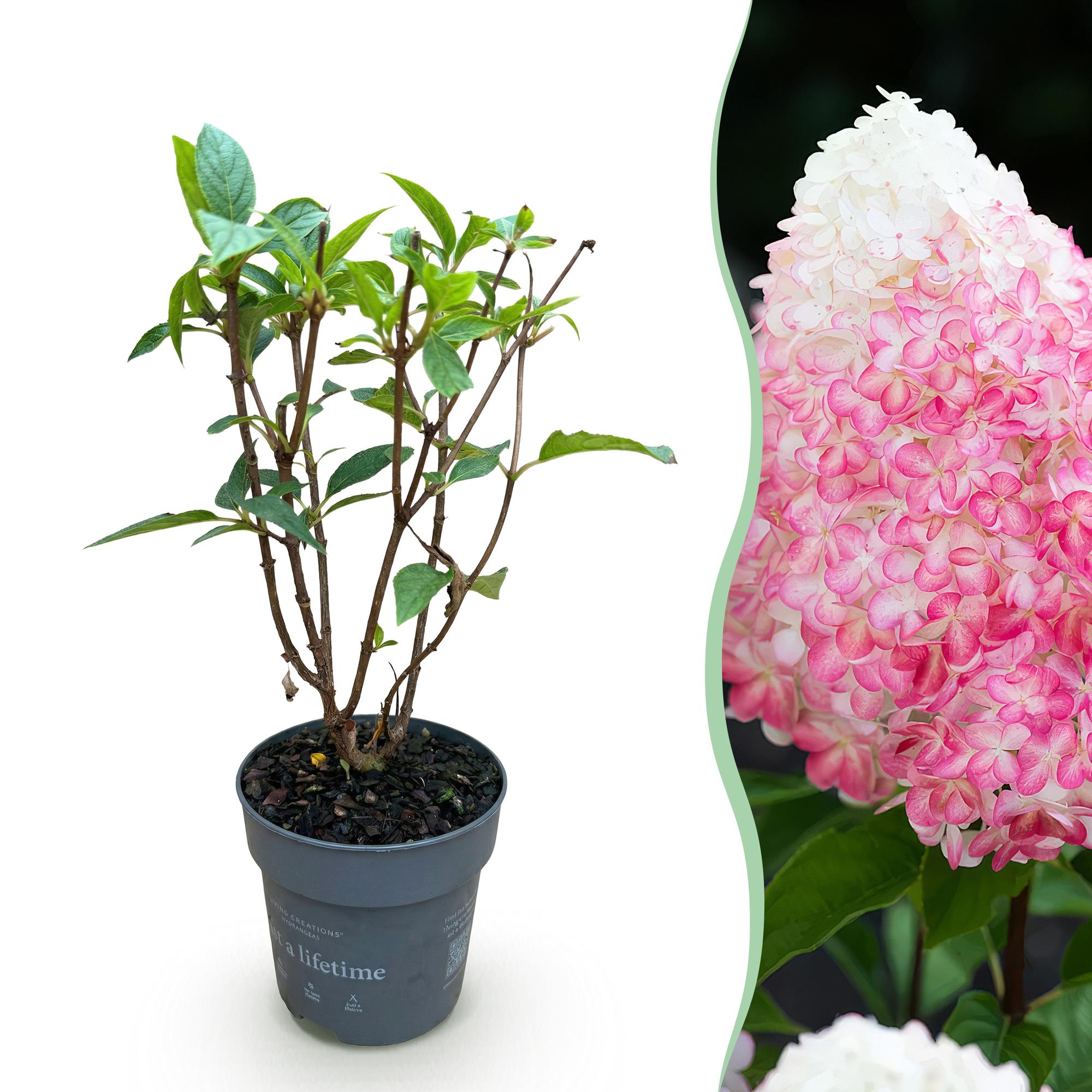 Hydrangea panniculata Living Rosa & Rose, Rispenhortensie, Winterhart, Rosa, 1 Pflanze, Topf 12 cm, 20-30 cm
