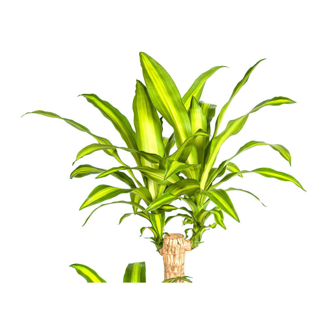 Dracaena Fragrans Massangeana Ø24cm - ↕130 - 150cm - Botanic-Vibes