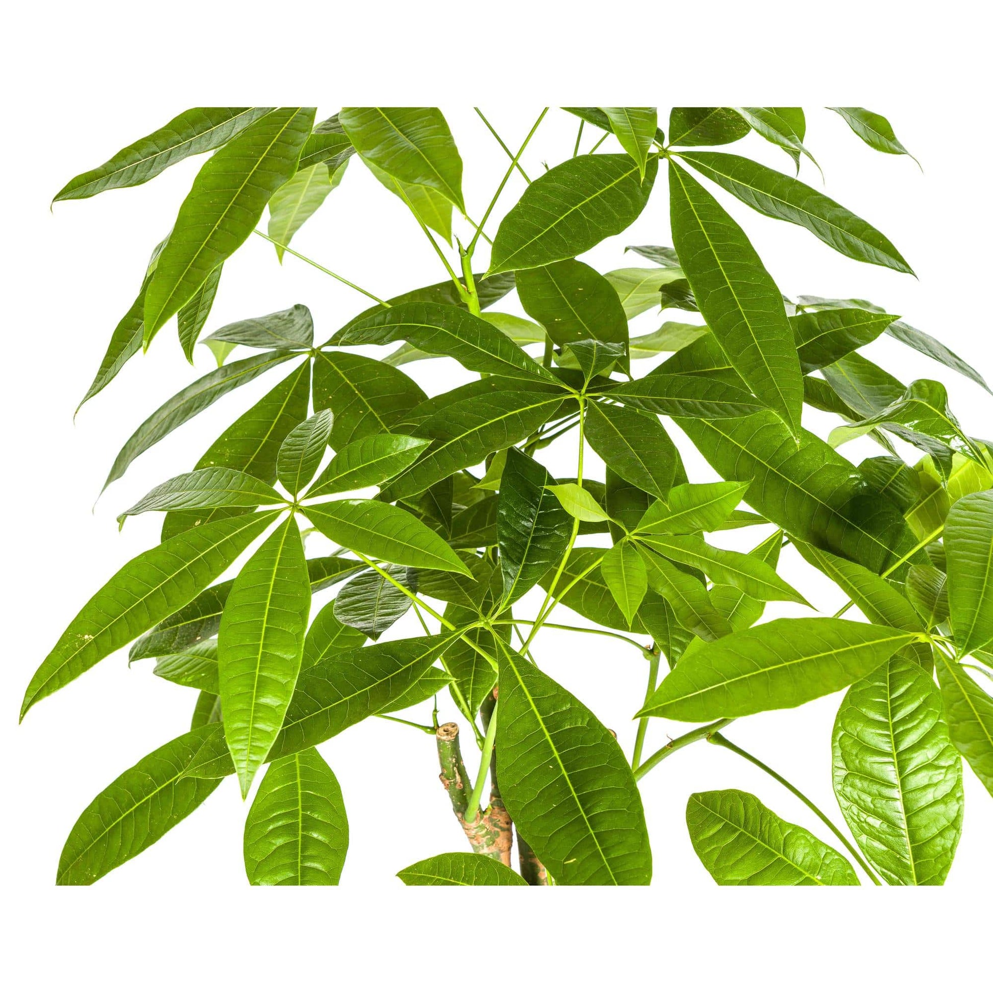 Pachira Aquatica Ø21cm - ↕90 - 110cm - Botanic-Vibes