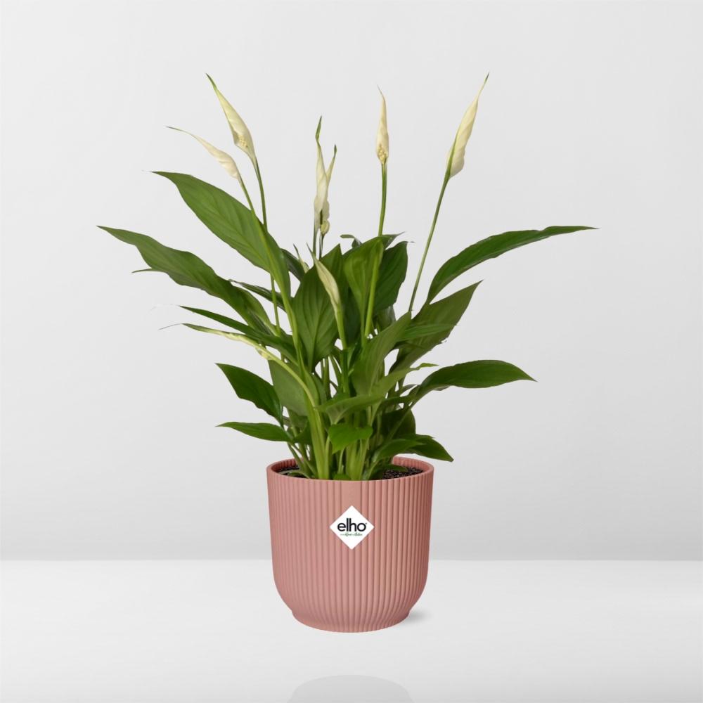 Spathiphyllum 12 cm Torelli im ELHO Vibes Fold, 14 cm, rosa
