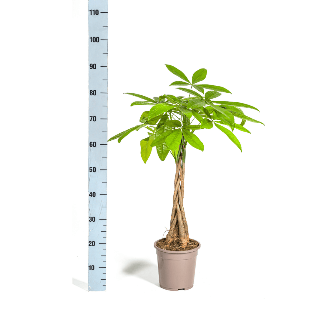 Pachira Aquatica Ø19cm - ↕70 - 90cm - Botanic-Vibes