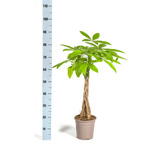 Pachira Aquatica Ø19cm - ↕70 - 90cm - Botanic-Vibes