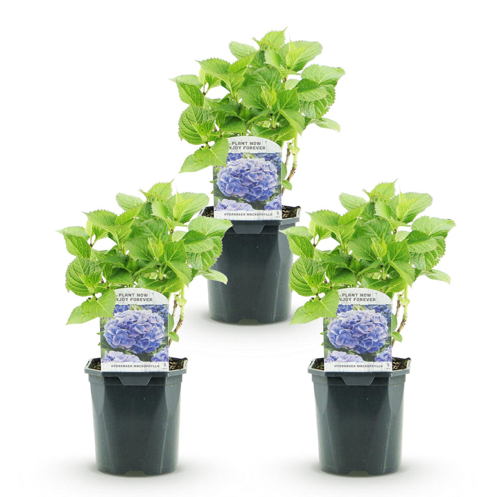 Hortensie, Hydrangea macrophylla Blau, Blüte Blau, 3 Pflanzen, 1m2, Laubabwerfend, Wenig Pflege, Topf 17 cm 30 cm