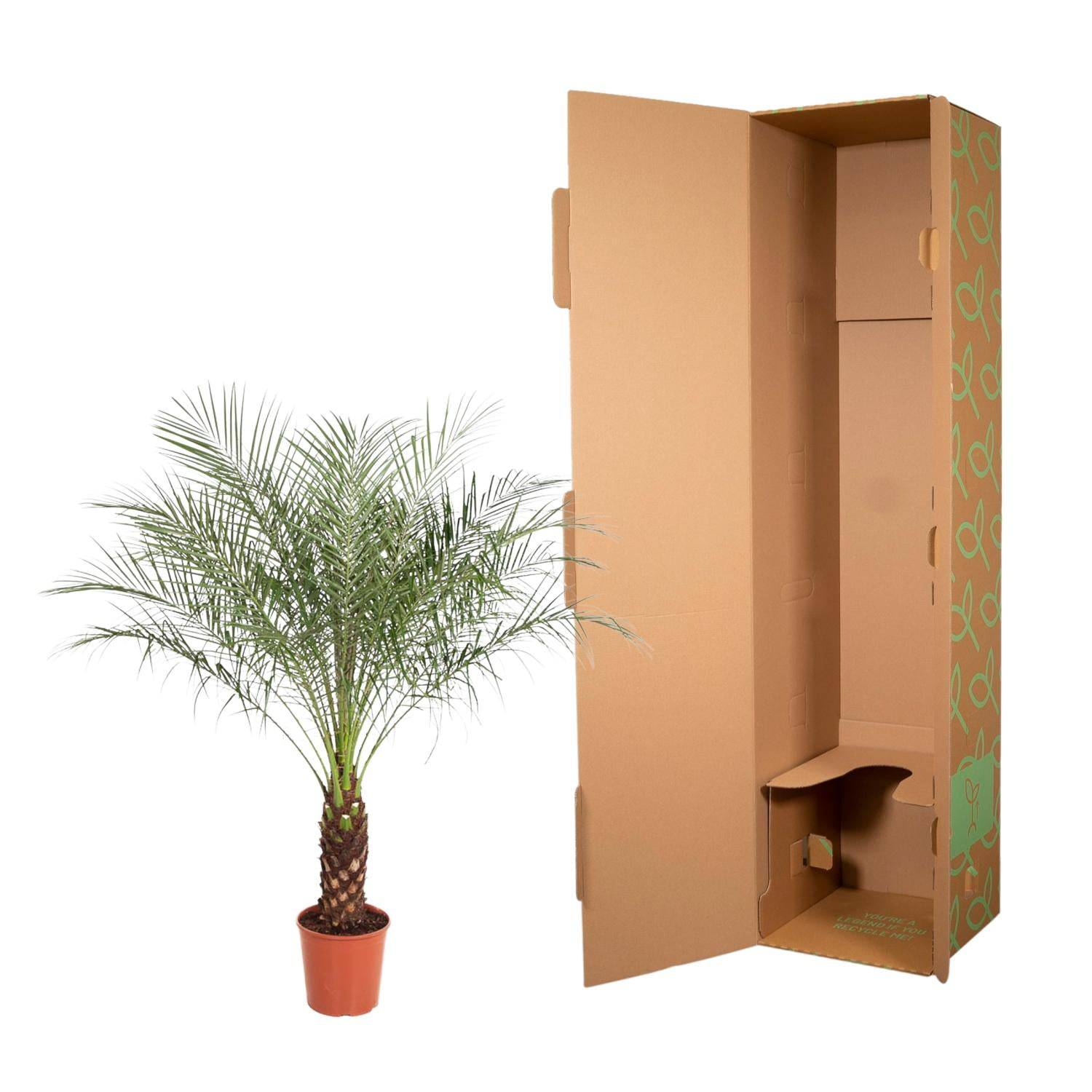Phoenix roebelenii – 190 cm – Ø40 - Botanic-Vibes