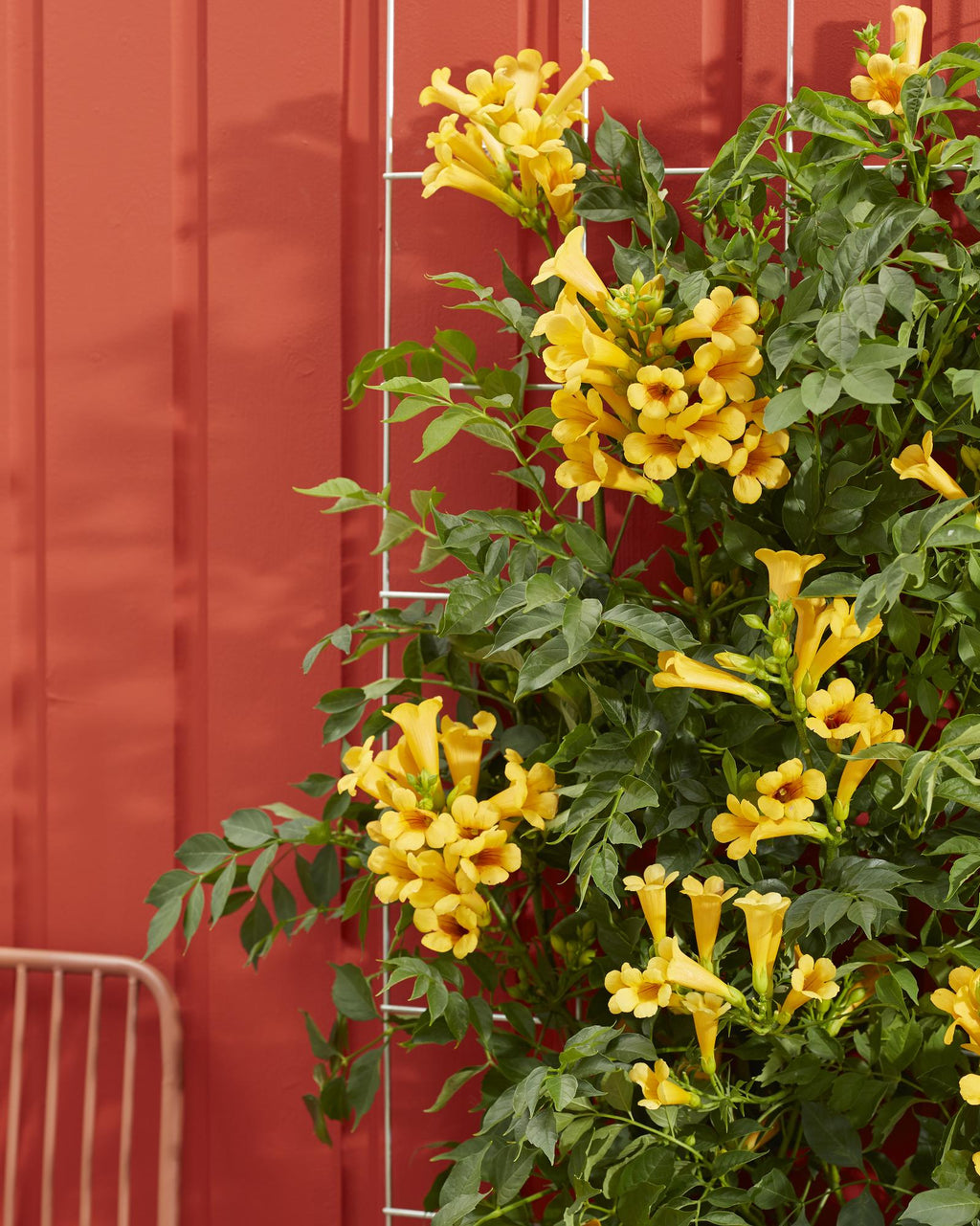 2x, Campsis Summer Jazz 'Gold Trumpet', 65 cm, Ø15 cm