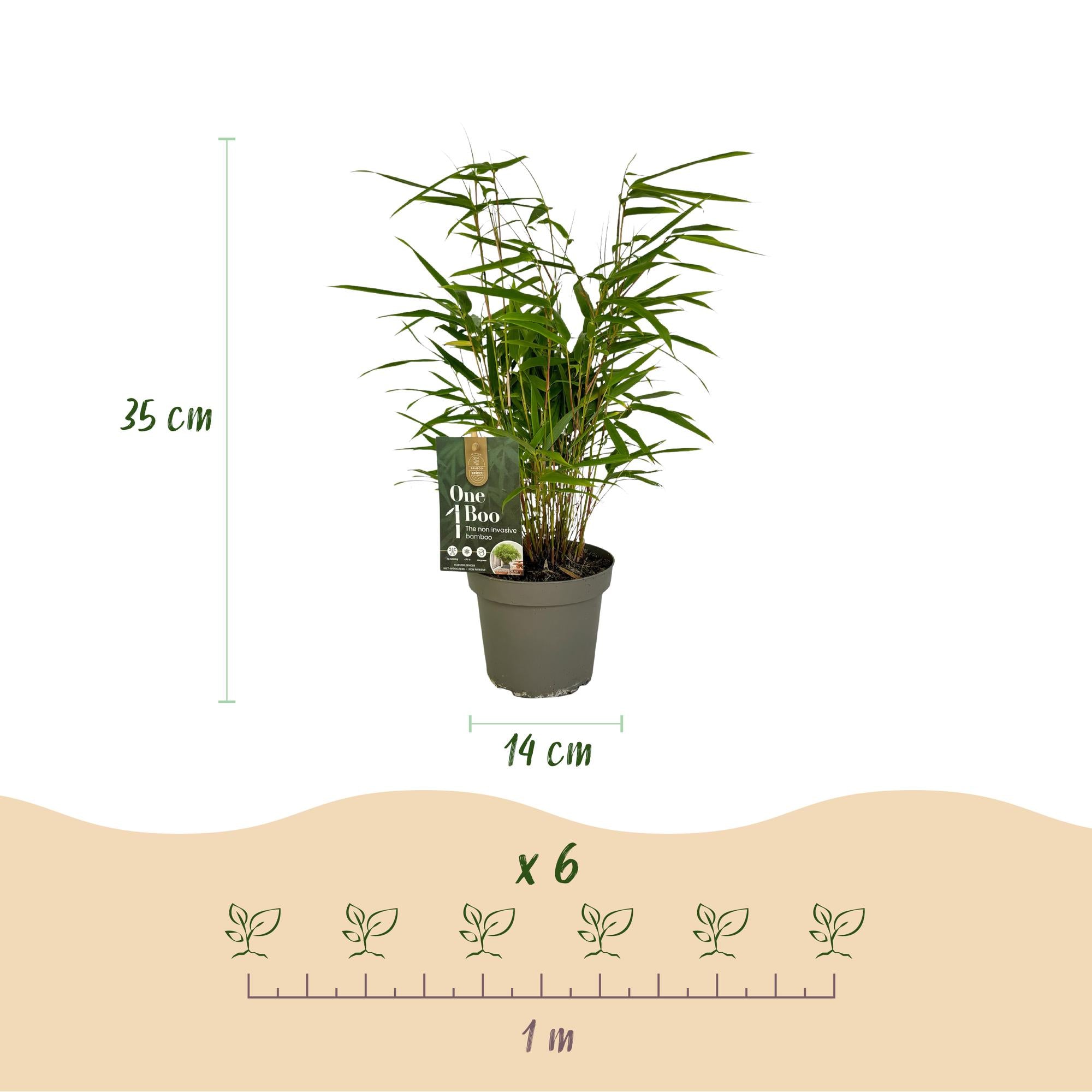 Bambus, Fargesia rufa, Grün, 4 Pflanzen, Immergrün, Nicht Ausbreitend, Topf 14 cm 35 cm