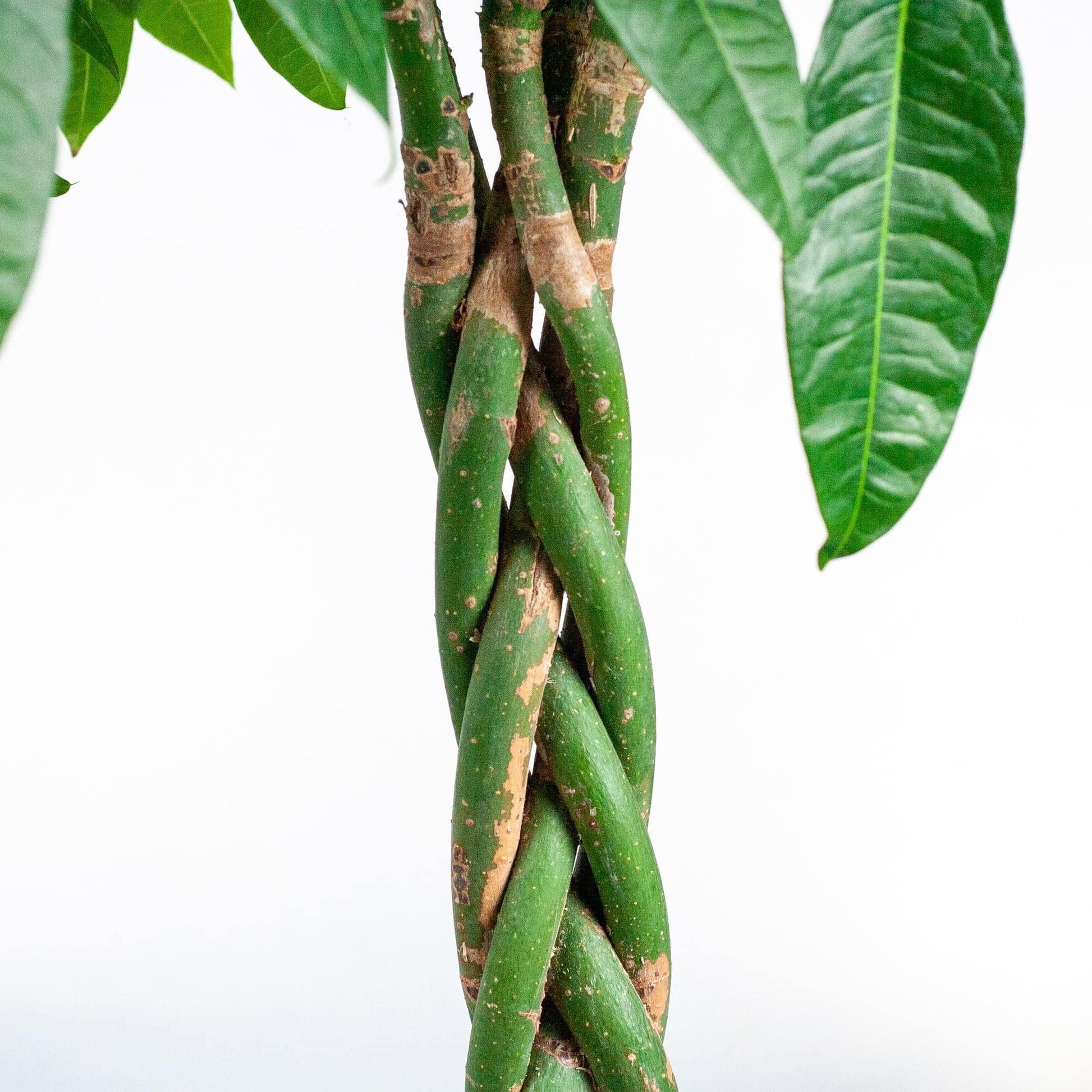 Pachira Aquatica XL mit Torun-Korb – 140 cm – Ø24 - Botanic-Vibes