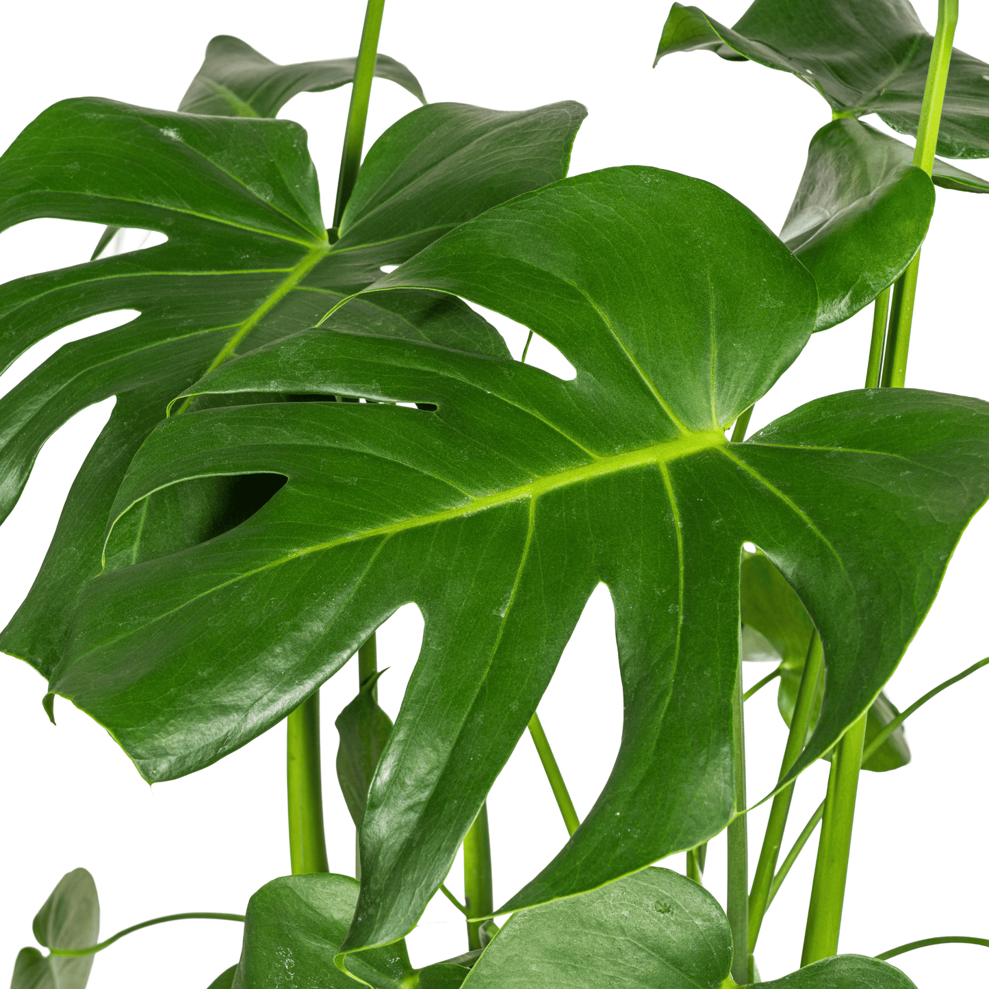 Monstera Deliciosa Tauerii Ø21cm - ↕70 - 90cm - Botanic-Vibes