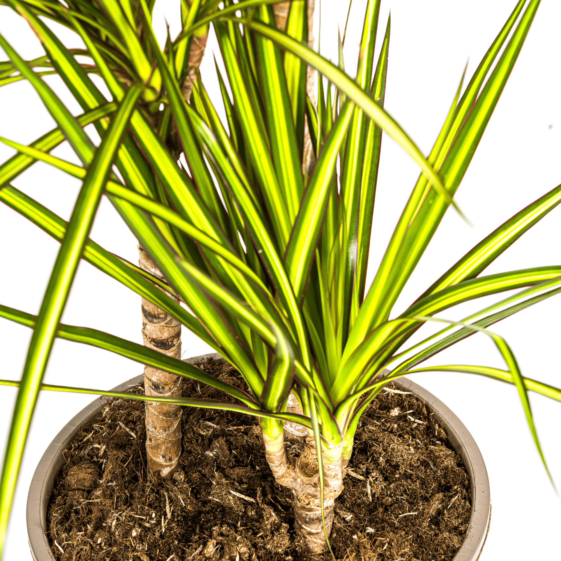 Dracaena Marginata Sunray Ø21cm - ↕100-110cm - Botanic-Vibes