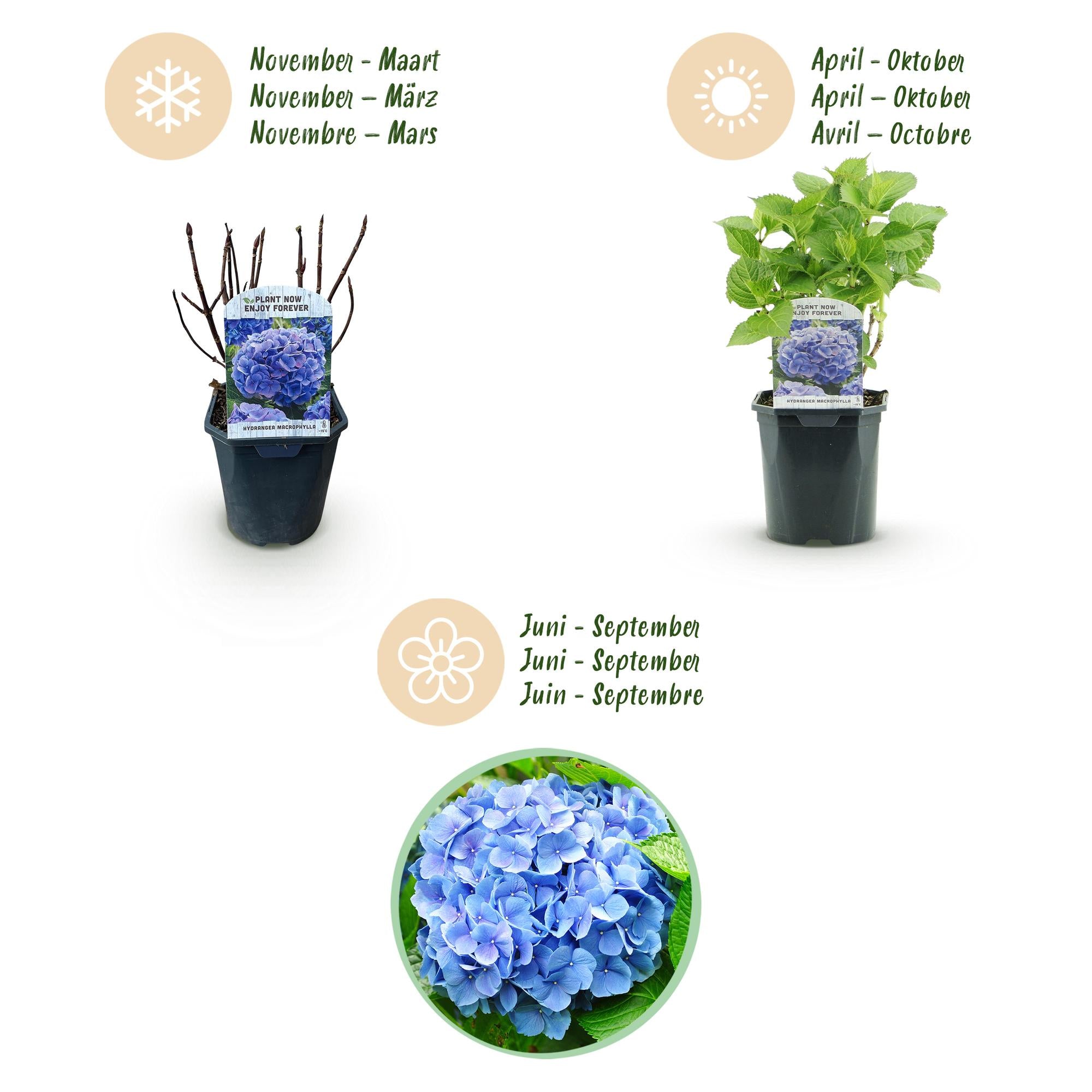 Hortensie, Hydrangea macrophylla Blau, Blüte Blau, 3 Pflanzen, 1m2, Laubabwerfend, Wenig Pflege, Topf 17 cm 30 cm