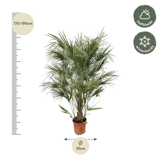 Chamaerops humilis Busch – 170 cm – Ø30