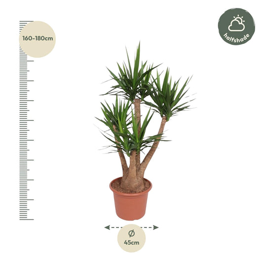 Yucca Elephantipes vertakt – 170 cm – Ø45