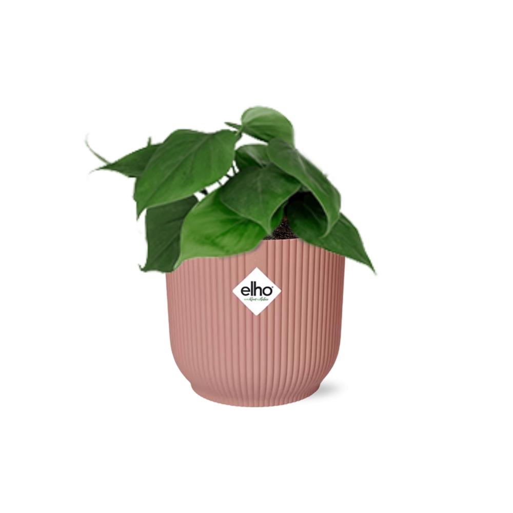 Philodendron Scandens im ELHO Vibes Fold, 14 cm, rosa