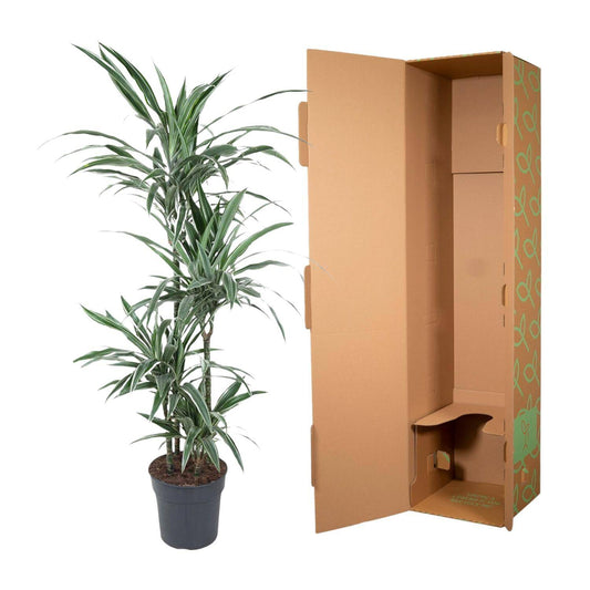 Dracaena Warneckei – 145 cm – Ø30 - Botanic-Vibes