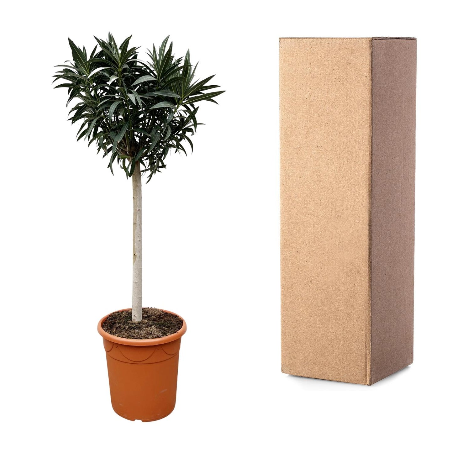 Nerium oleander auf Stamm mit rosa Blüte – 200 cm – Ø35
