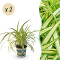 Green boutiQ, Zimmerpflanze, Chlorophytum comosum Variegatum, Katzengras, Haustierfreundlich, Bunt, Topf 12cm, Höhe 25, 30cm