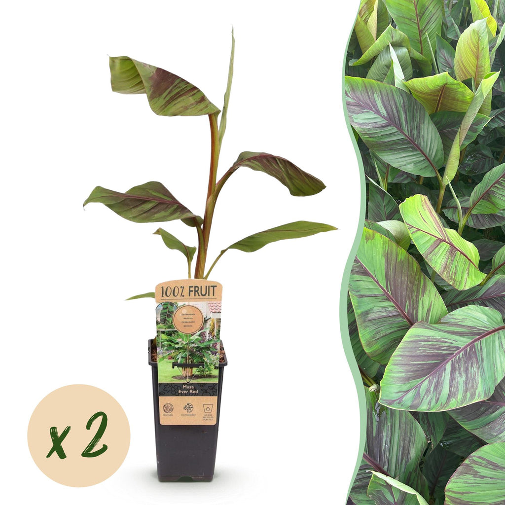 Obstpflanze, Musa Ever Rot, Bananenbaum, Winterhart, Grün-Rot, 2 Pflanzen, Topf 15 cm, 50 cm