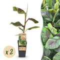 Obstpflanze, Musa Ever Rot, Bananenbaum, Winterhart, Grün-Rot, 2 Pflanzen, Topf 15 cm, 50 cm