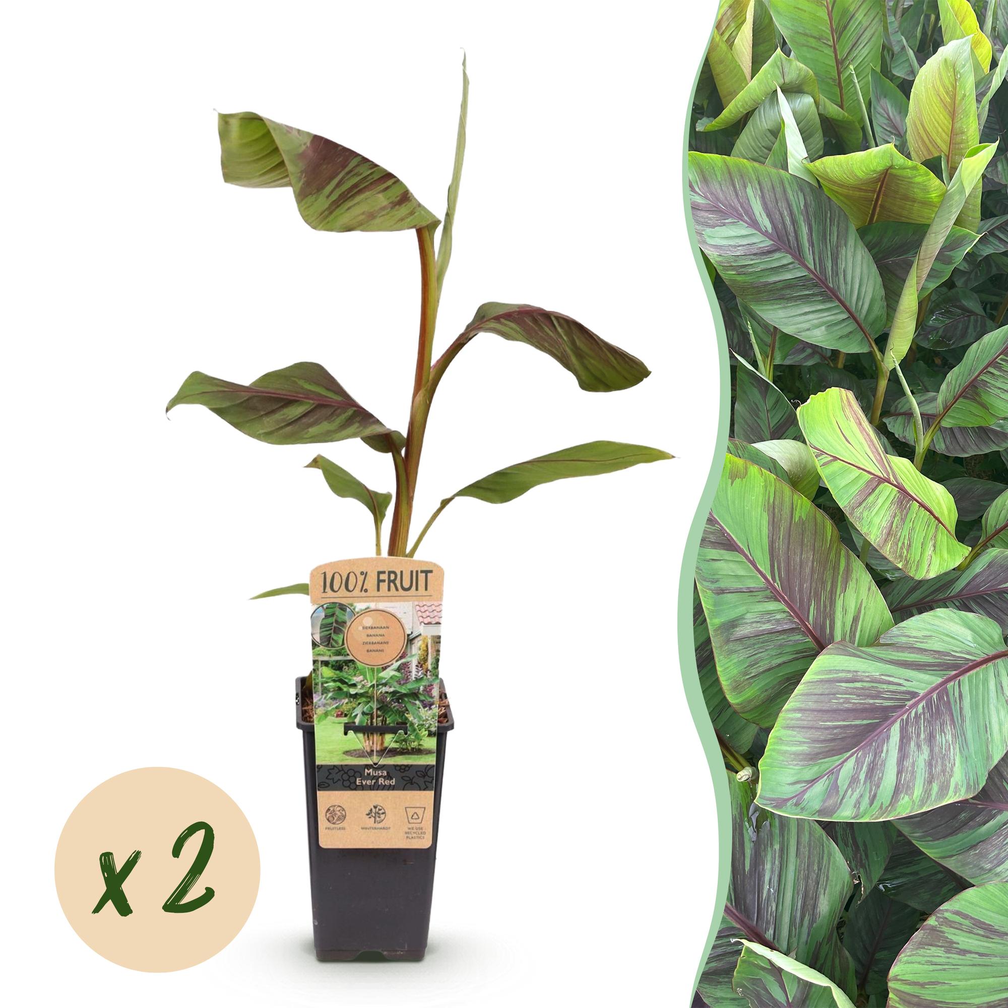 Obstpflanze, Musa Ever Rot, Bananenbaum, Winterhart, Grün-Rot, 2 Pflanzen, Topf 15 cm, 50 cm