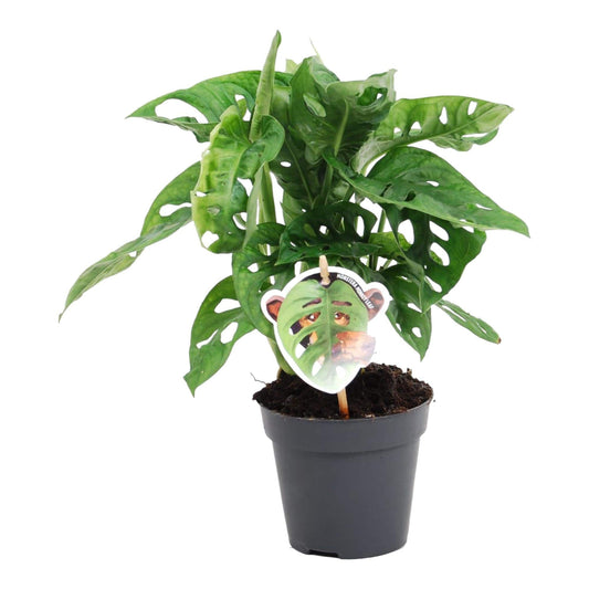Monstera obliqua 'Monkey Leaf' – 25 cm – Ø12 - Botanic-Vibes