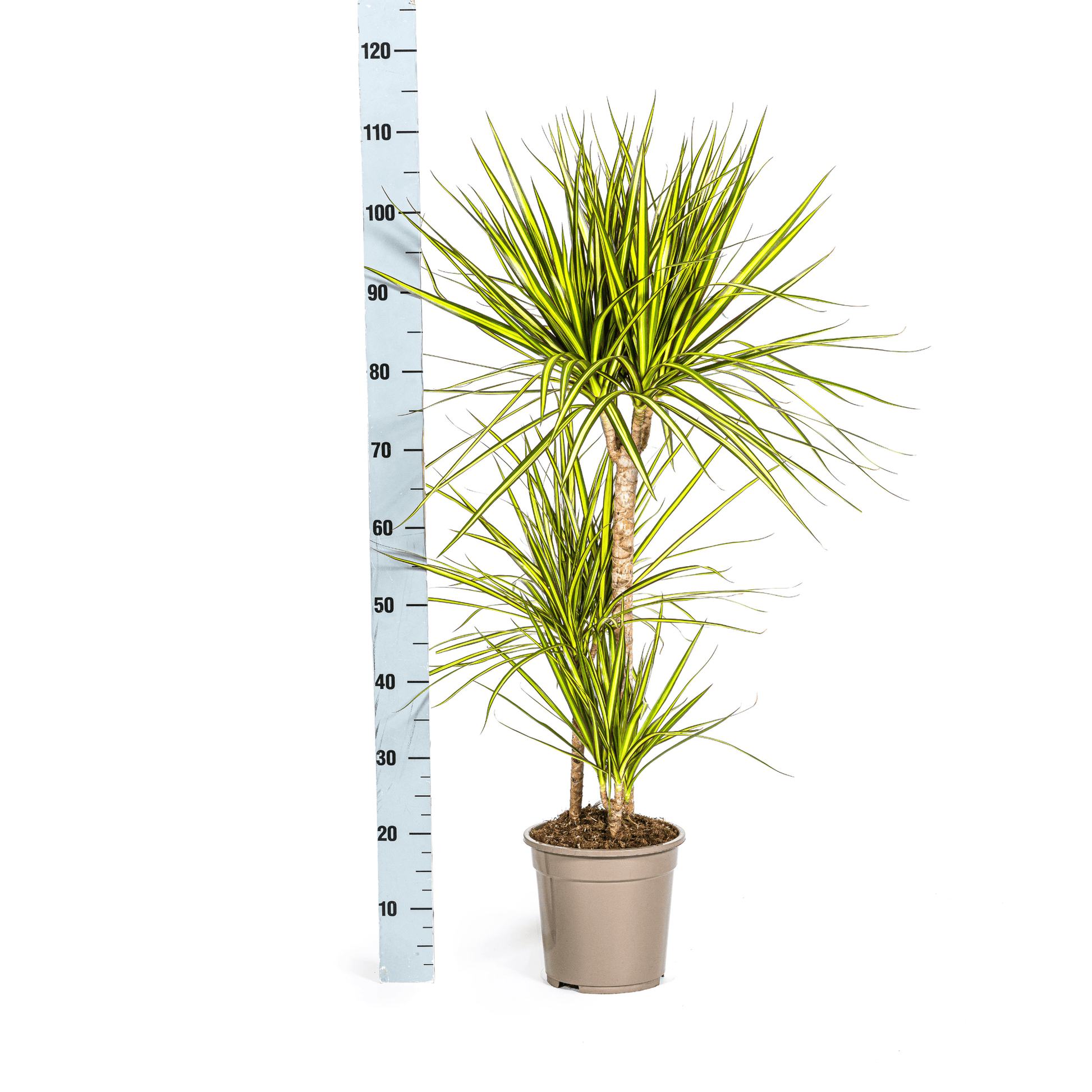 Dracaena Marginata Sunray Ø21cm - ↕100-110cm - Botanic-Vibes