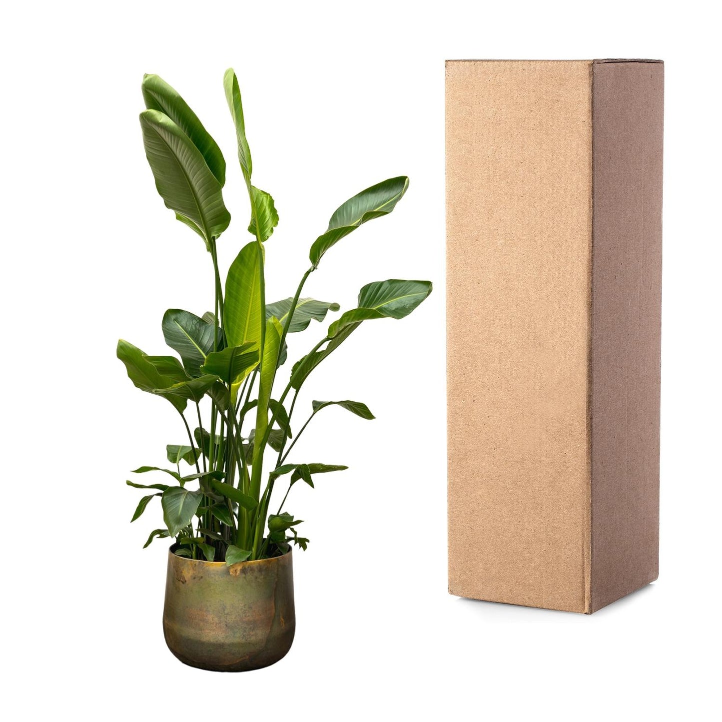Strelitzia nicolai de luxe XXL – 250cm – Ø40