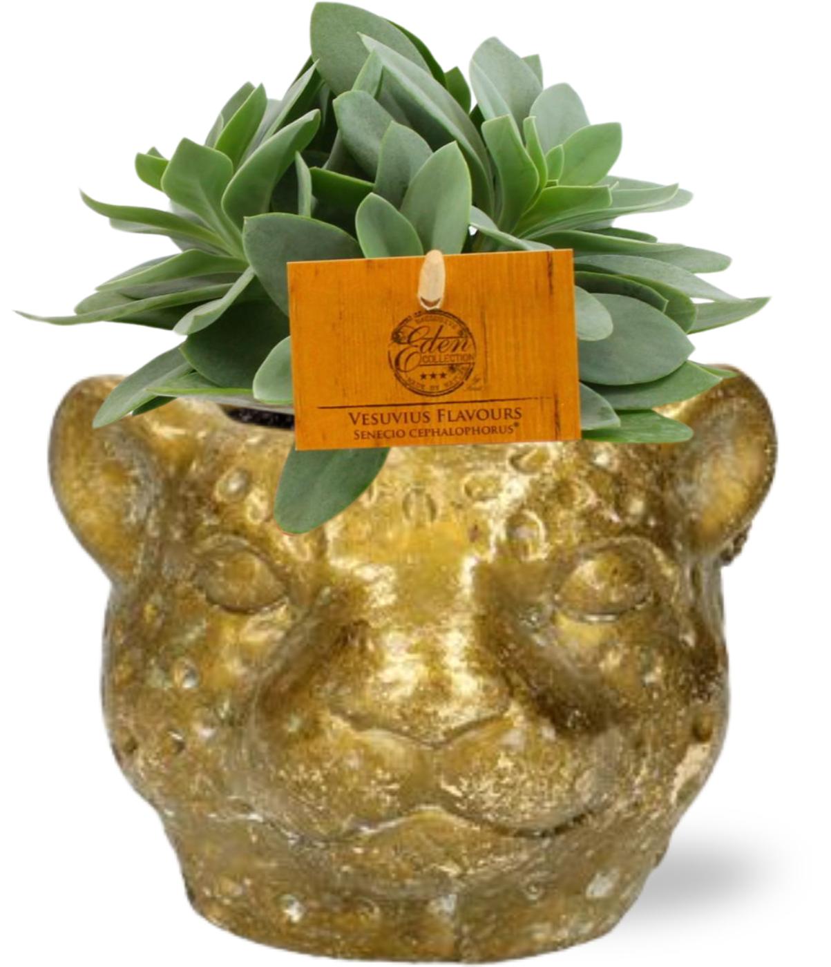 Senecio Cephalophorus, Ø10 cm,5 cm, 15 cm + Planter Luipaard D12x9,5 cm, Gold