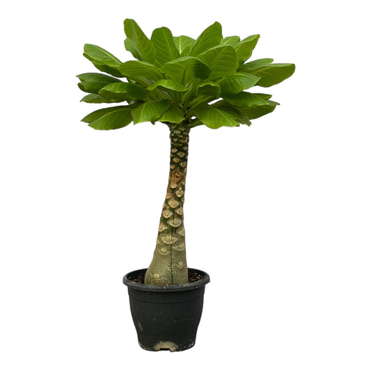 Birghamia Insignis – 25 cm – ø12