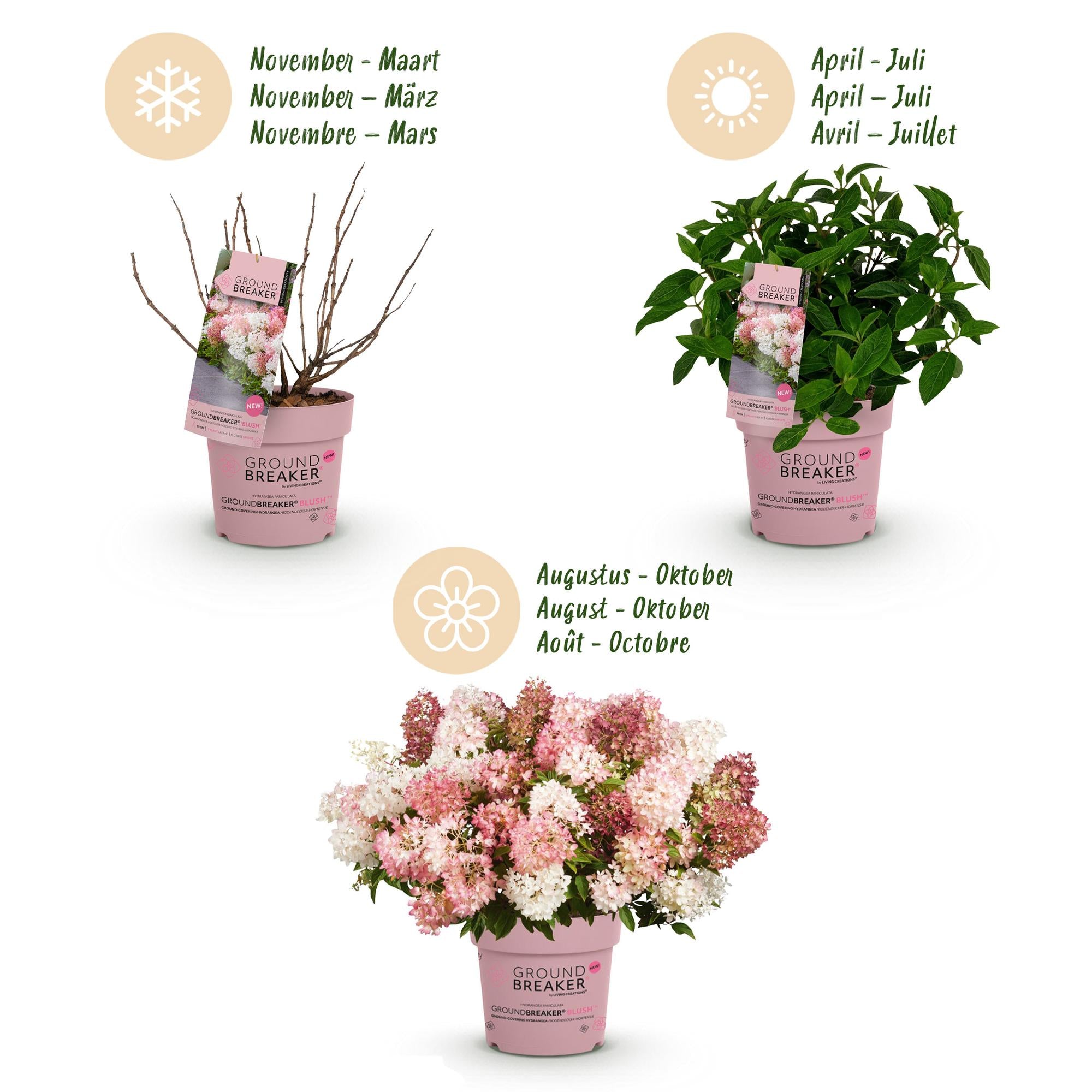 Hydrangea panniculata Groundbreaker Blush, Bauernhortensie, Winterhart, Rosa, 1 Pflanze, Topf 14 cm, 20-25 cm