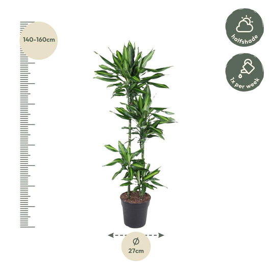 Dracaena cintho – 150 cm – ø27 - Botanic-Vibes