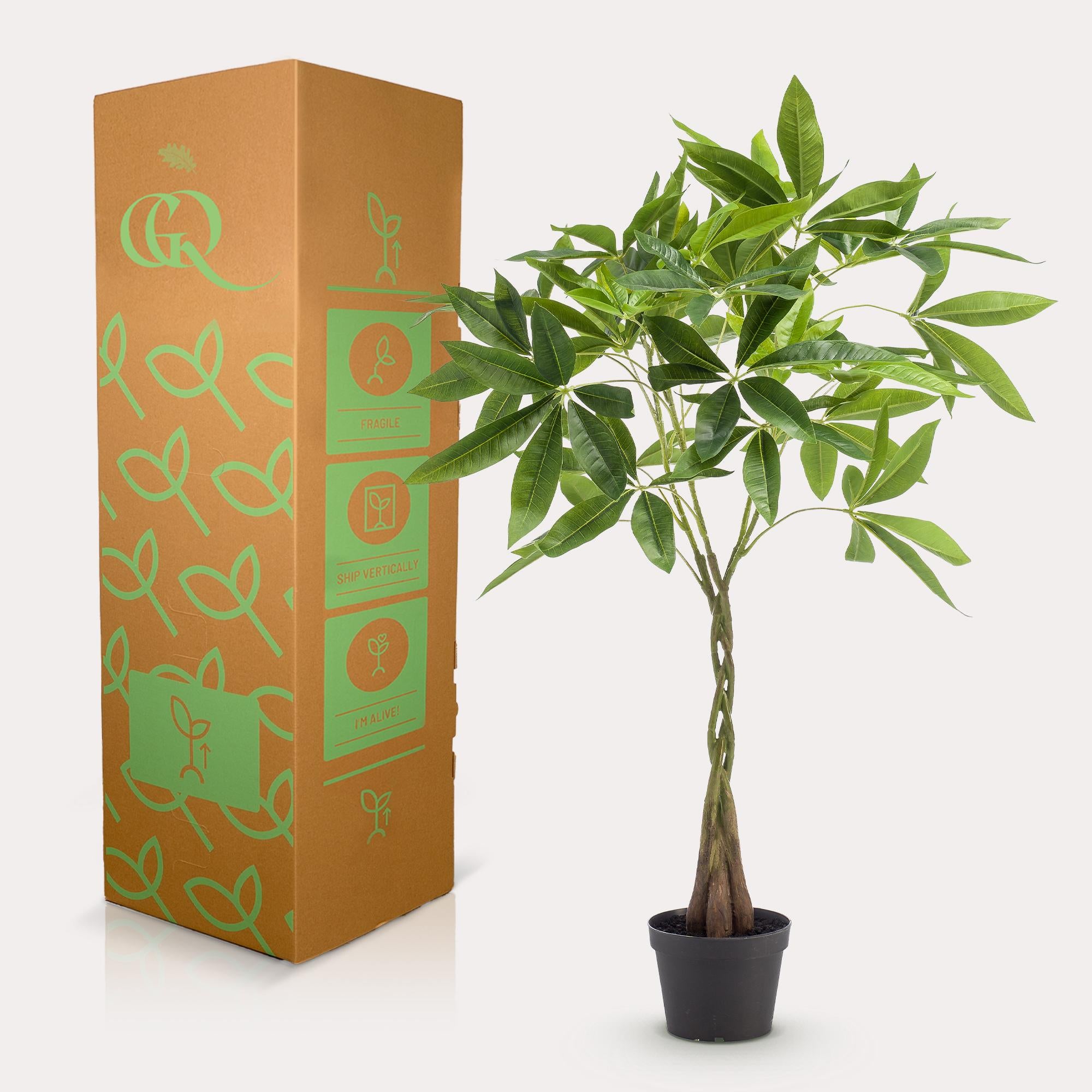 Kunstpflanze, Pachira aquatica, Geldboom, 90 cm