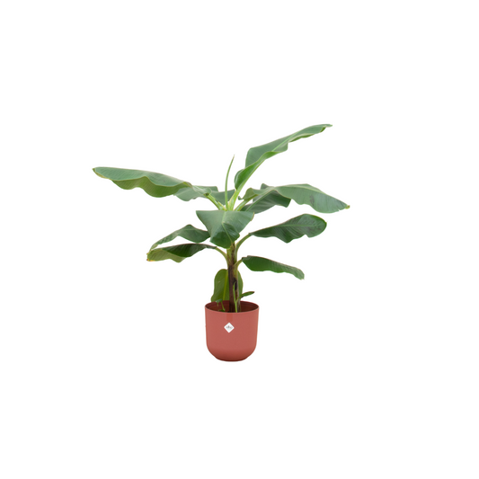 Combi deal - Bananenpflanze (Musa) inklusive elho Jazz Round Rot Ø23 – 100 cm