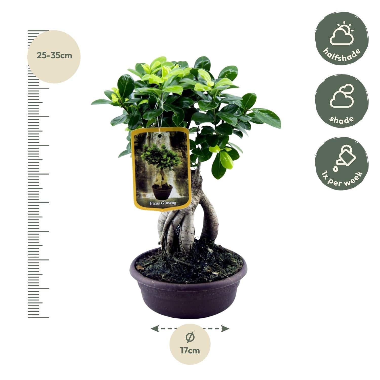 Ficus Microcarpa Ginseng – 30 cm – Ø17 - Botanic-Vibes